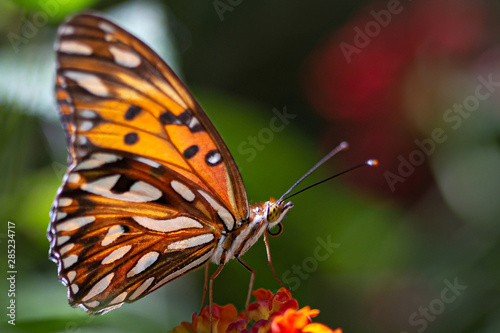 butterfly on flower © Andre Miranda Fotos