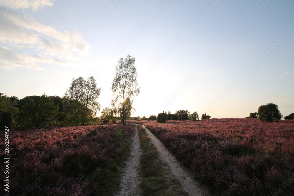 Wunderschöne weiße Sandwege in der blühenden Heidelandschaft Wunderschöne weiße Sandwege in der blühenden Heidelandschaft