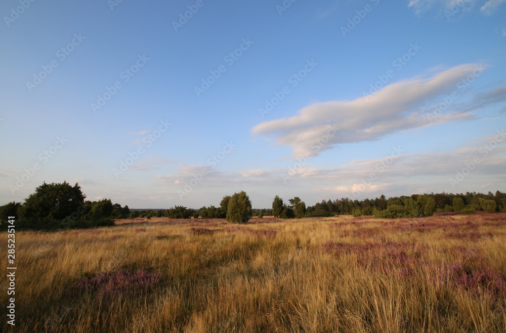 Graslandschaft am Schafstall in der Lüneburger Heide