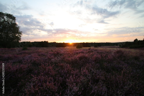 Wundersch  ner Sonnenuntergang in der bl  henden L  neburger Heide