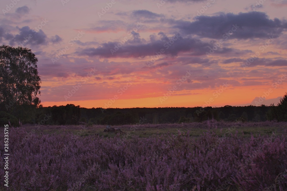 Fototapeta premium Wunderschöner Sonnenuntergang in der blühenden Lüneburger Heide