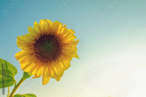 One sunflower close-up on a background of blue sky, toned, copyspase