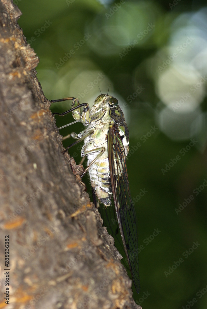 매미. 곤충. 여름.
