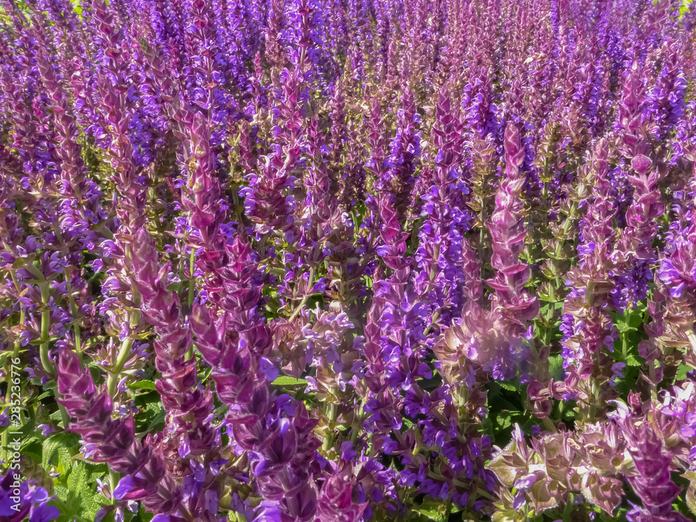 Salvia, Salvia nemorosa from the mint family. Purple ornamental herb for parks and gardens