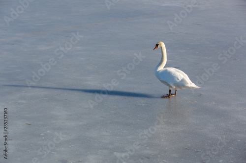 Höckerschwan steht auf dem Eis