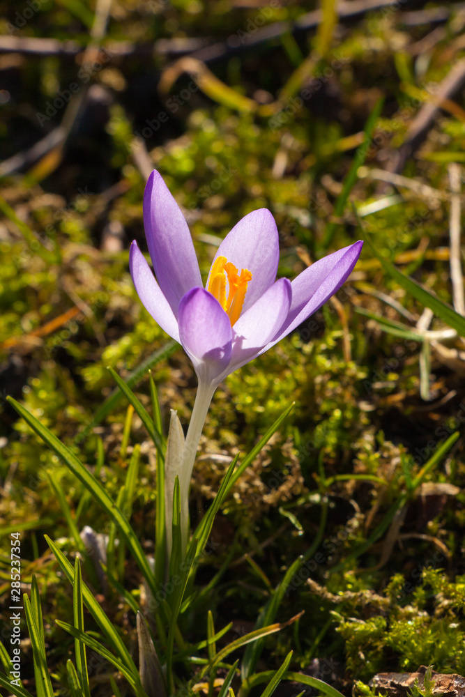 Krokus Krokus