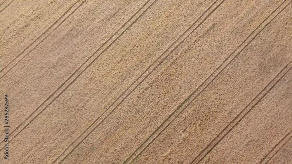 Drone aerial shot flying over ripe wheat field. Agriculture food production, yellow plantation texture from above, top view crop lines, camera swirl Drone aerial shot flying over ripe wheat field. Agriculture food production, yellow plantation texture from above, top view crop lines, camera swirl
