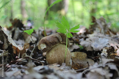 mushroom in forest © Vladimr