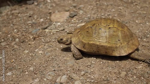 Una tortuga camina por el arcén de la carretera photo