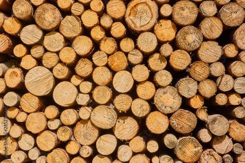 Frontal view of stacked cut logs  as background  pattern or texture