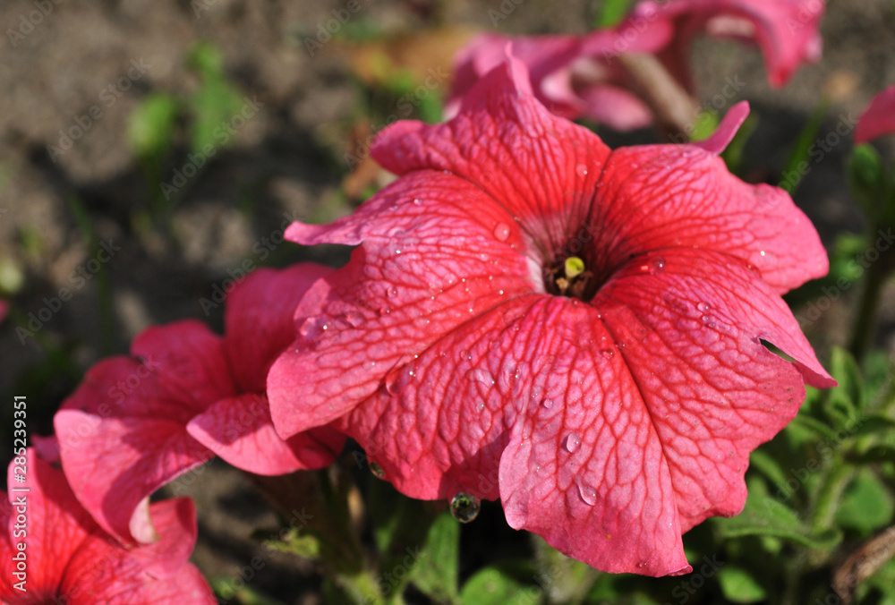 Macro pink petunia flower with dew drops on a sunny summer day Macro pink petunia flower with dew drops on a sunny summer day