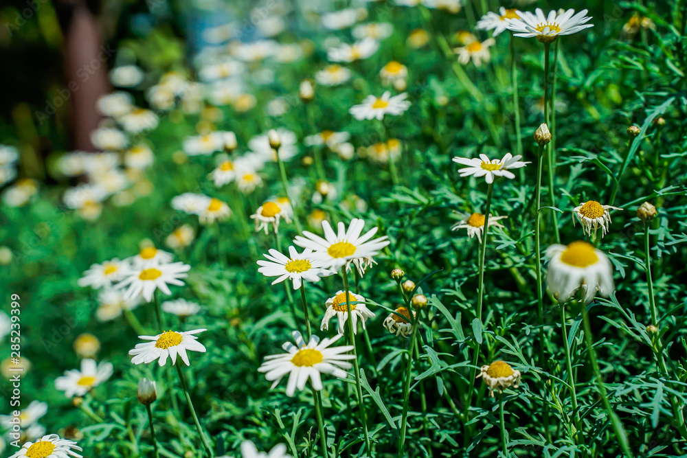 Fototapeta premium oxeye dais, morning light, bright colors, close-up