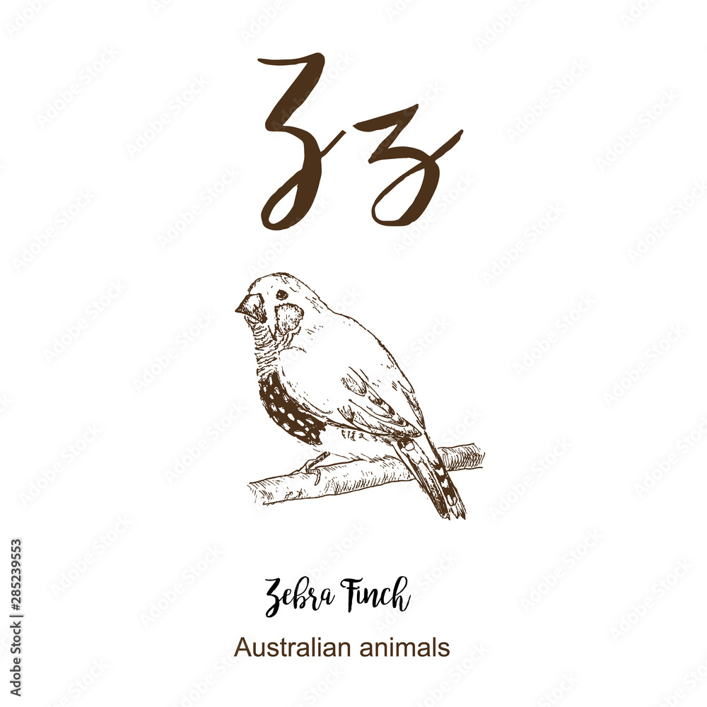 Zebra finch bird, A to z, alphabet sketch australian animals drawing