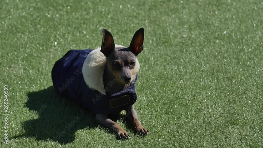 Perro sentado mirando de frente