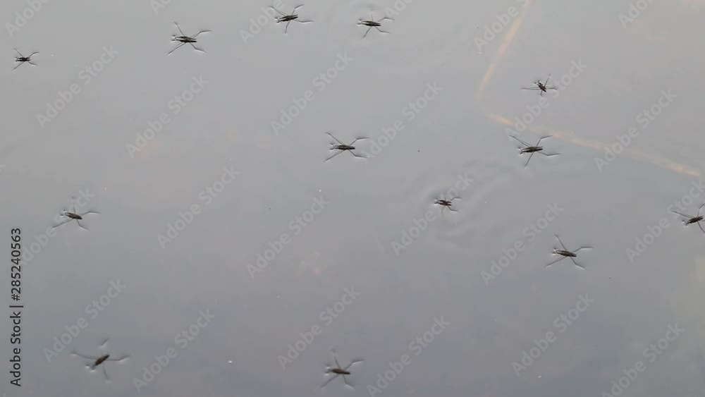 Gerridae water striders on water, Finland Gerridae water striders on water, Finland