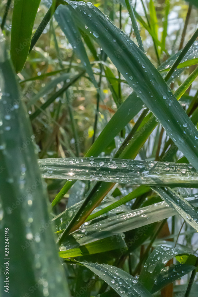 Fototapeta premium Mindelsee - Süddeutschland