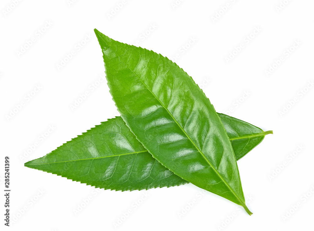 Obraz premium Two green tea leaf isolated on white background