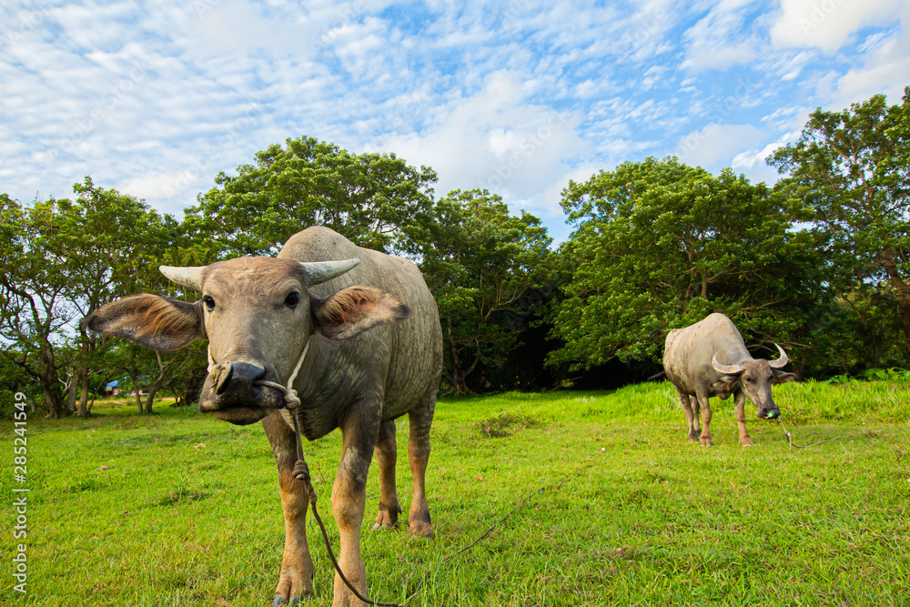 Thai buffalo is grown in bright green fields, at Phuket, Thailand. Thai buffalo is grown in bright green fields, at Phuket, Thailand.