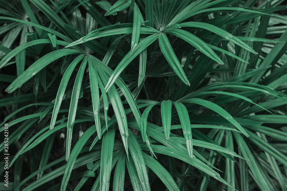 Tropical leaves, blue-green leaves, natural leaves