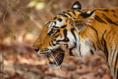 Tiger in the forest of Bandhavgarh National Park in India photo