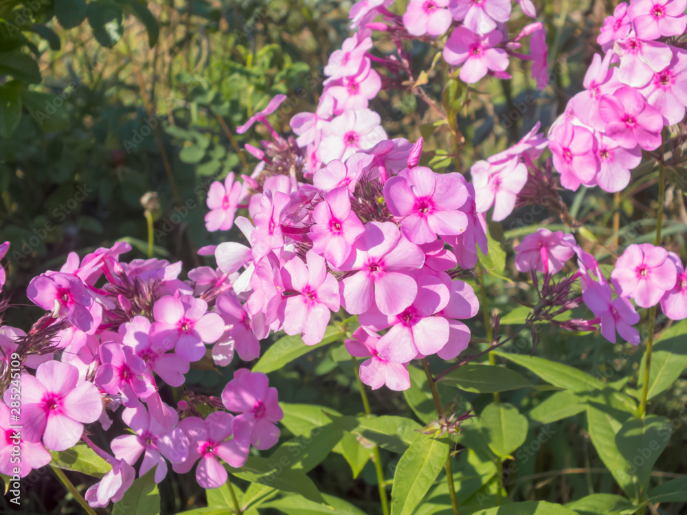 Summer flower. The flowers are bright. The buds are beautiful Summer flower. The flowers are bright. The buds are beautiful