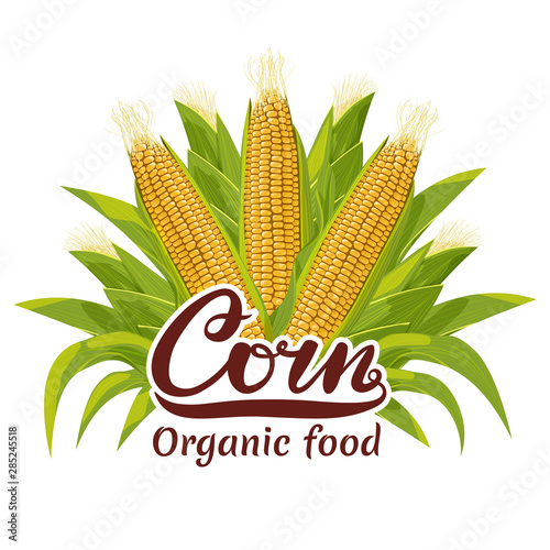 Corn cob organic food logo vector illustration.
