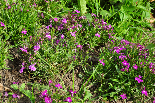 Many violet flowers of tradescantia in the garden