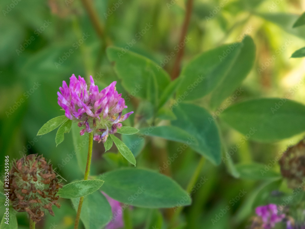 Summer flower. The flowers are bright. The buds are beautiful Summer flower. The flowers are bright. The buds are beautiful