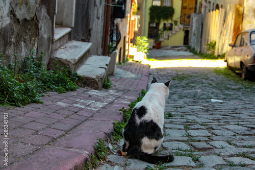 Street cat walking around at the sunset in Balat in Istanbul