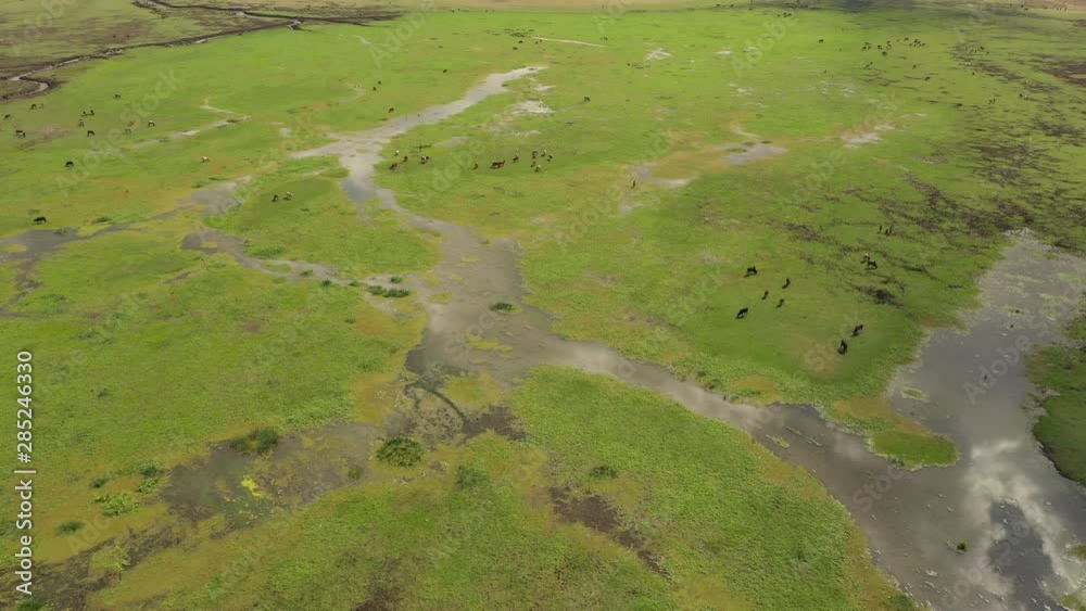 Tilted drone shot of cows eating on fertile farmland, reflection of clouds on beautiful rural landscape in Ethiopia Tilted drone shot of cows eating on fertile farmland, reflection of clouds on beautiful rural landscape in Ethiopia