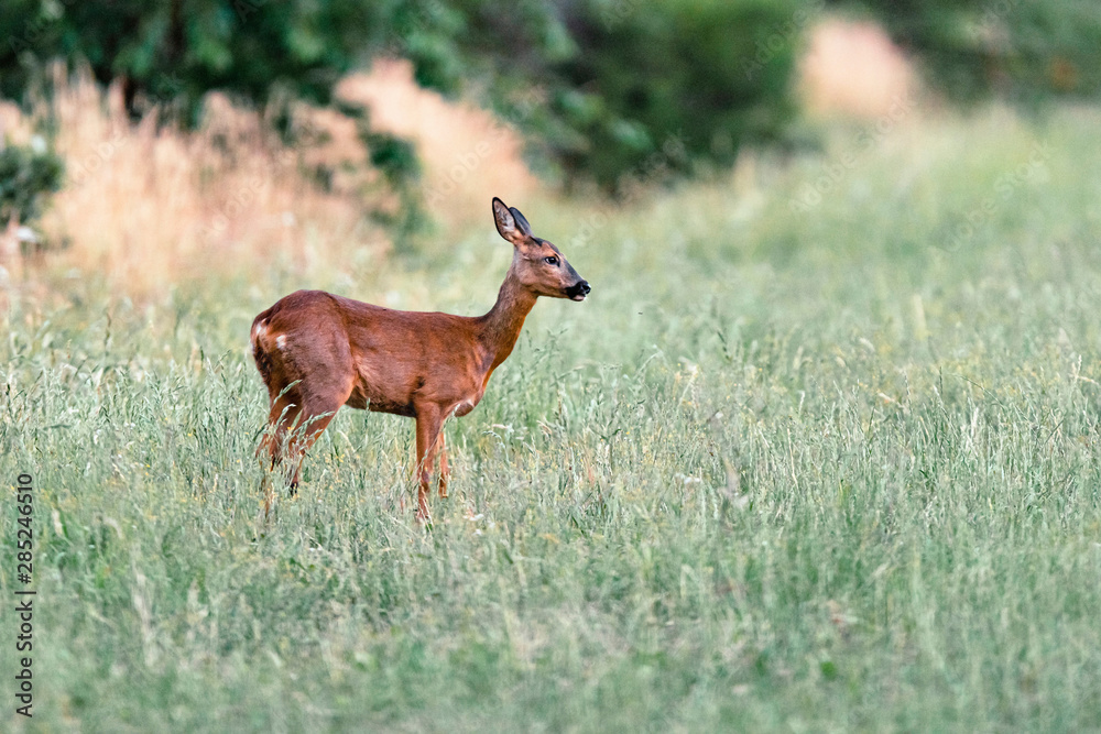 Roe deer standing in meadow with tall grass. Side view.
