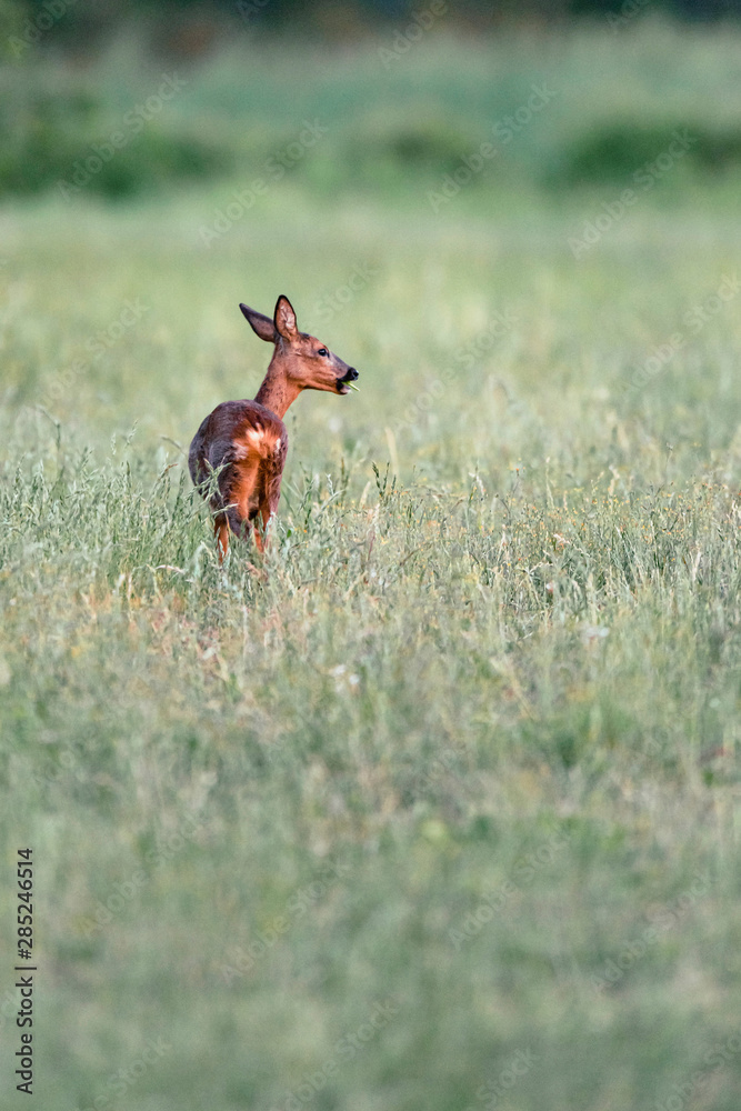Roe deer standing in meadow with tall grass. Side view. Roe deer standing in meadow with tall grass. Side view.