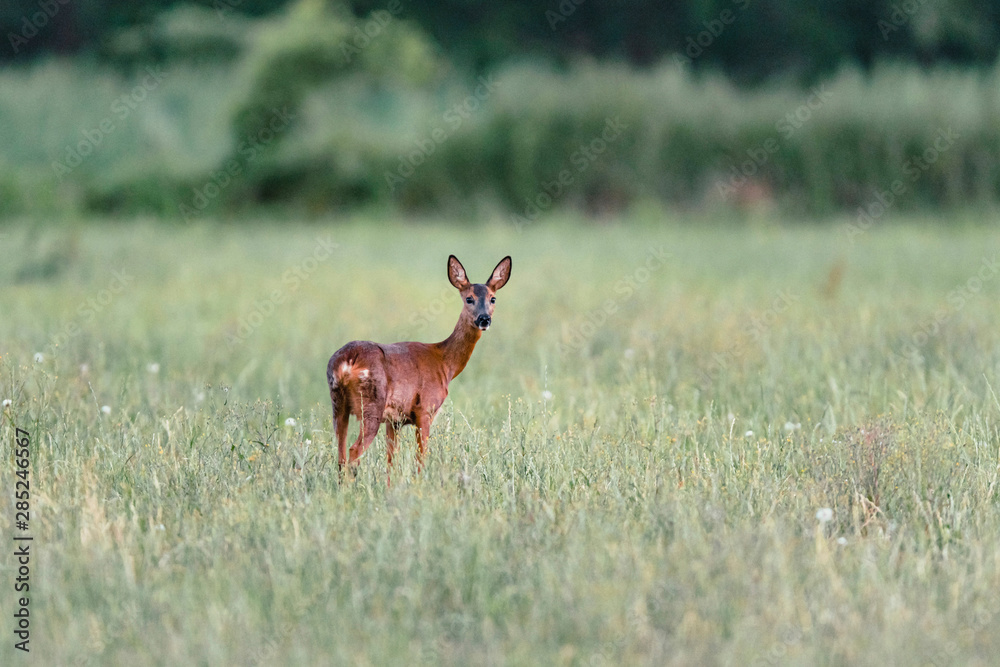 Roe deer standing in meadow with tall grass. Looking towards camera. Roe deer standing in meadow with tall grass. Looking towards camera.