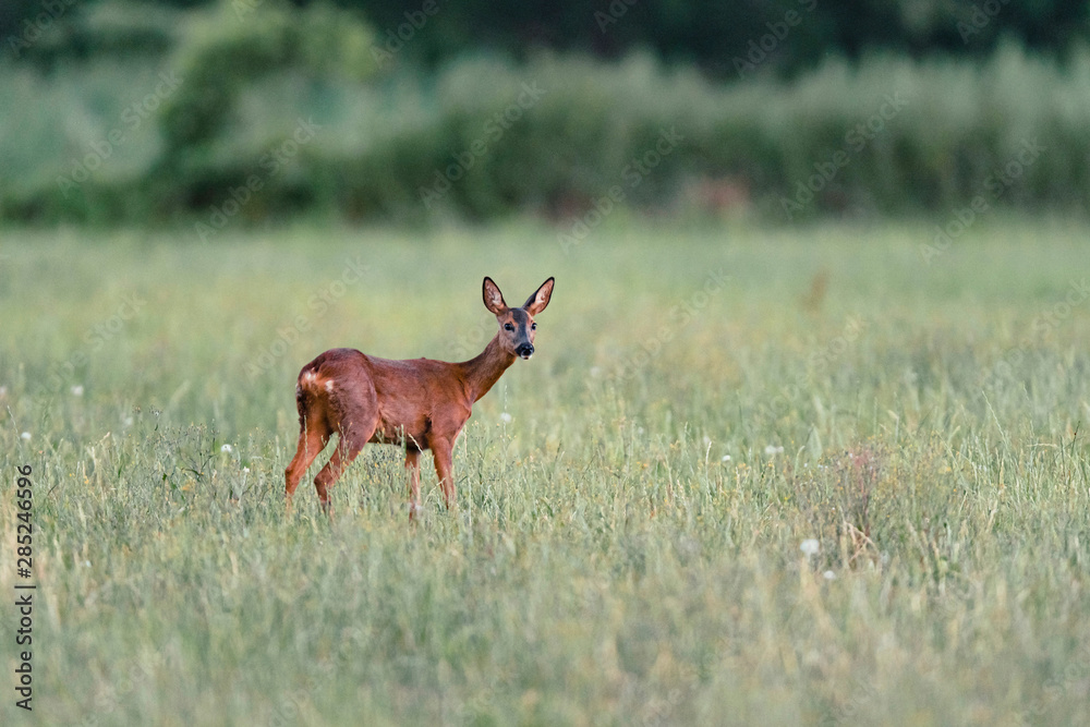 Roe deer standing in meadow with tall grass. Looking towards camera. Roe deer standing in meadow with tall grass. Looking towards camera.