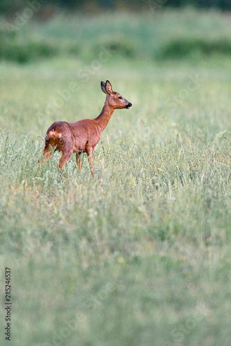 Roe deer standing in meadow with tall grass. Side view.