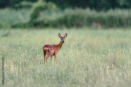 Roe deer standing in meadow with tall grass. Looking towards camera.