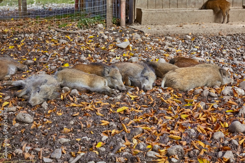 Young wild boars while sunning in the park