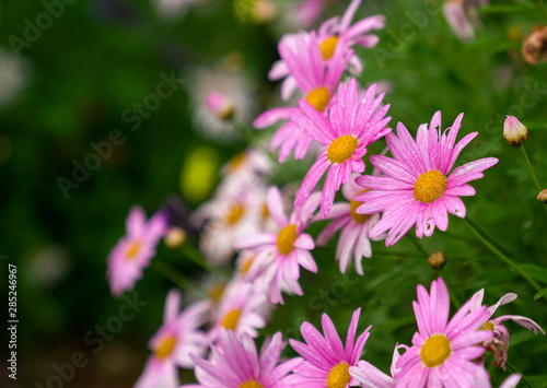 Pink daisies in a garden with copy space