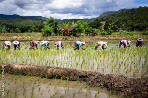 Fotografia Group of farmers are planting rice in the rice paddy field ,farmer planting padd