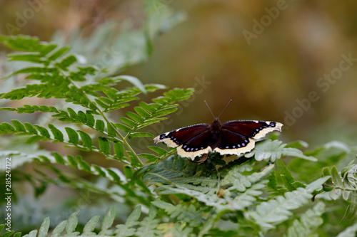 Butterfly Mourning Cloak Nymphalis antiopa sitting on a leaf of common polypody photo