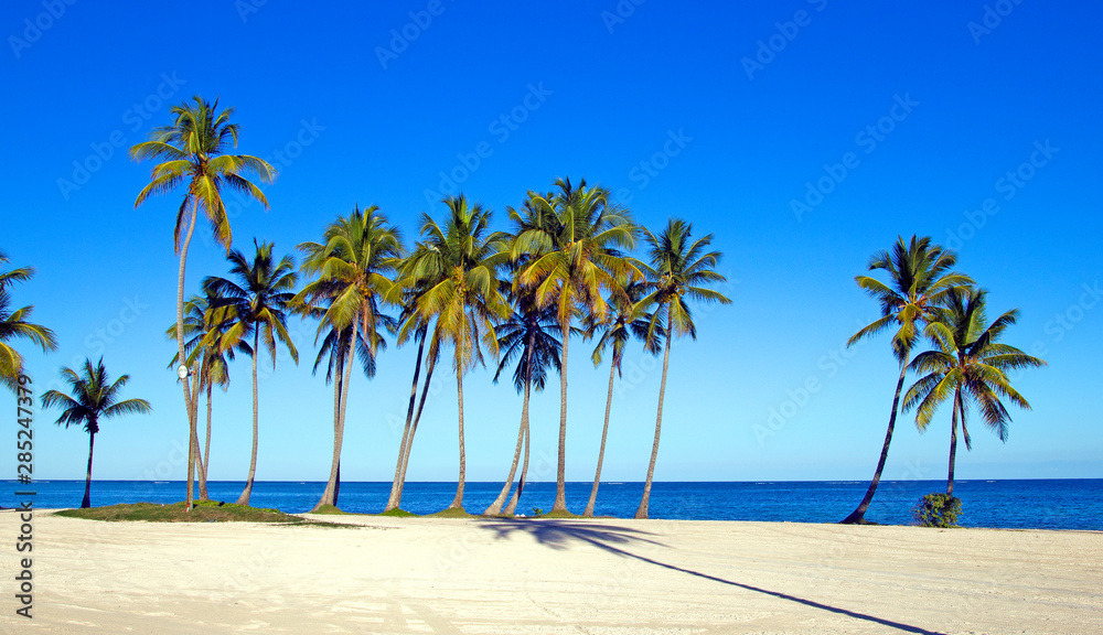 Large paradise beach with palm trees