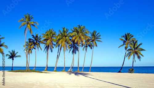 Large paradise beach with palm trees