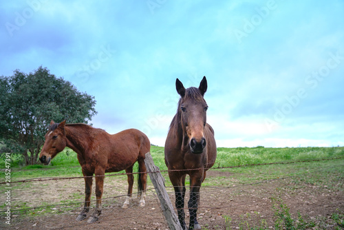 Portrait of two brown horses in the ranch.