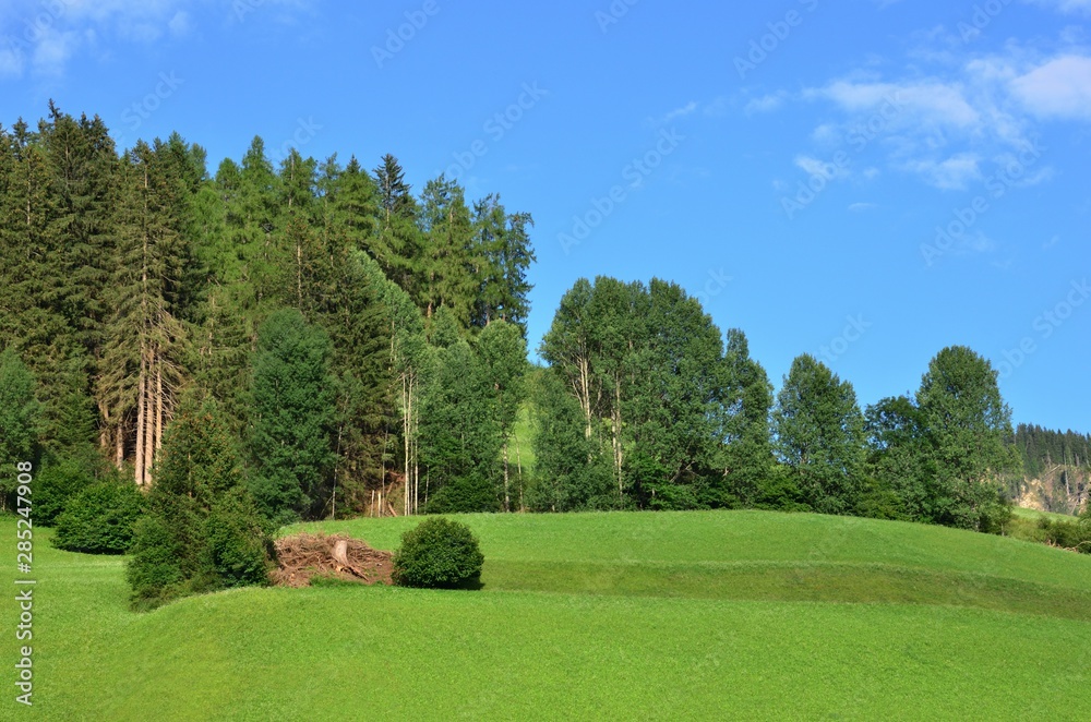 Naklejka premium Mountain meadows