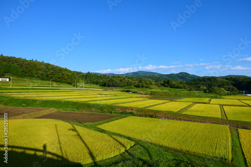 収穫を待つ山間地の棚田。江刺 岩手 日本。９月中旬。