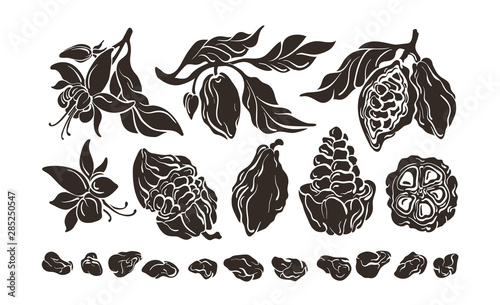 Cacao set. Growth stages. Vector shape, realistic