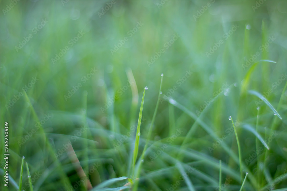 Closeup water drops on green leaf Raining day Closeup water drops on green leaf Raining day