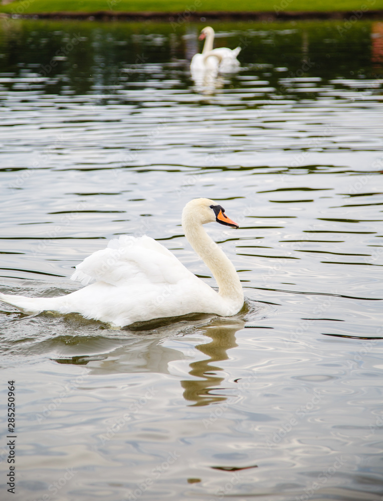 beautiful white swan swims in a pond beautiful white swan swims in a pond