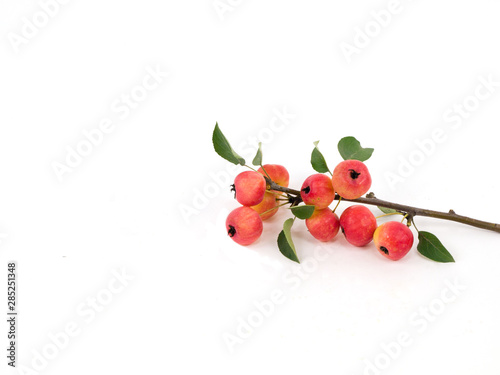 Apples on a branch on a white background