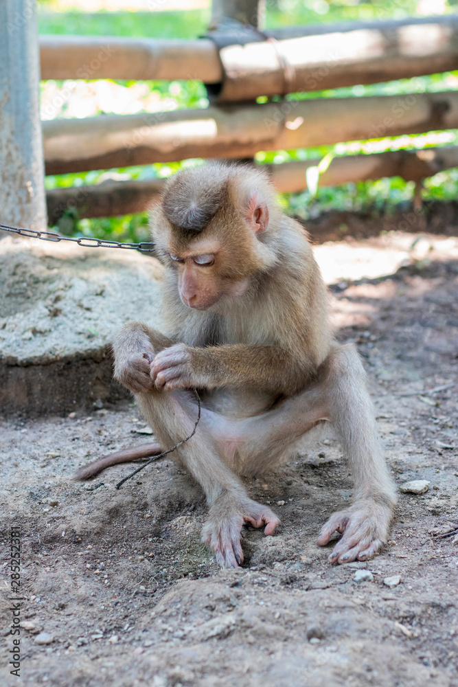 Monkey holding a tree branch